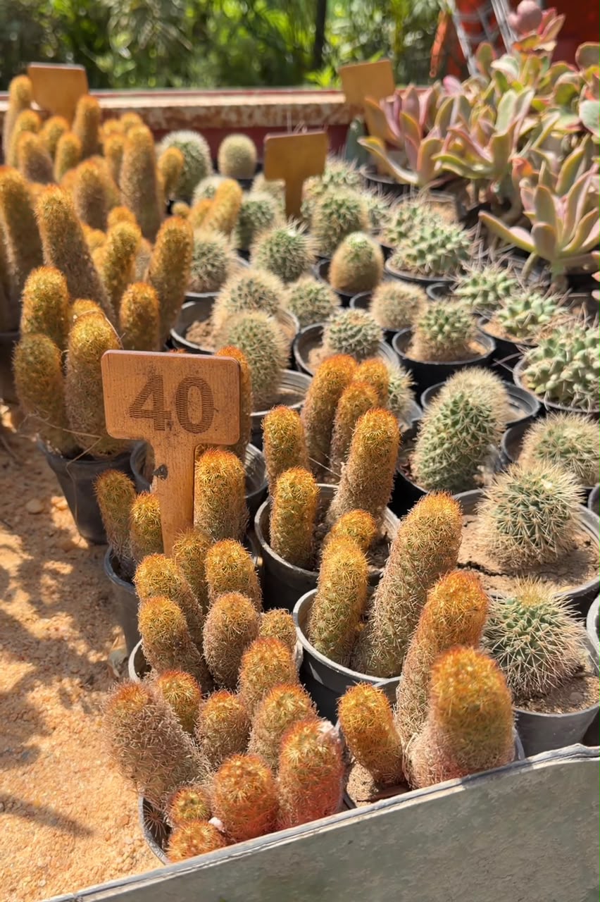 International Flowers Expo Tour (4 of 7)