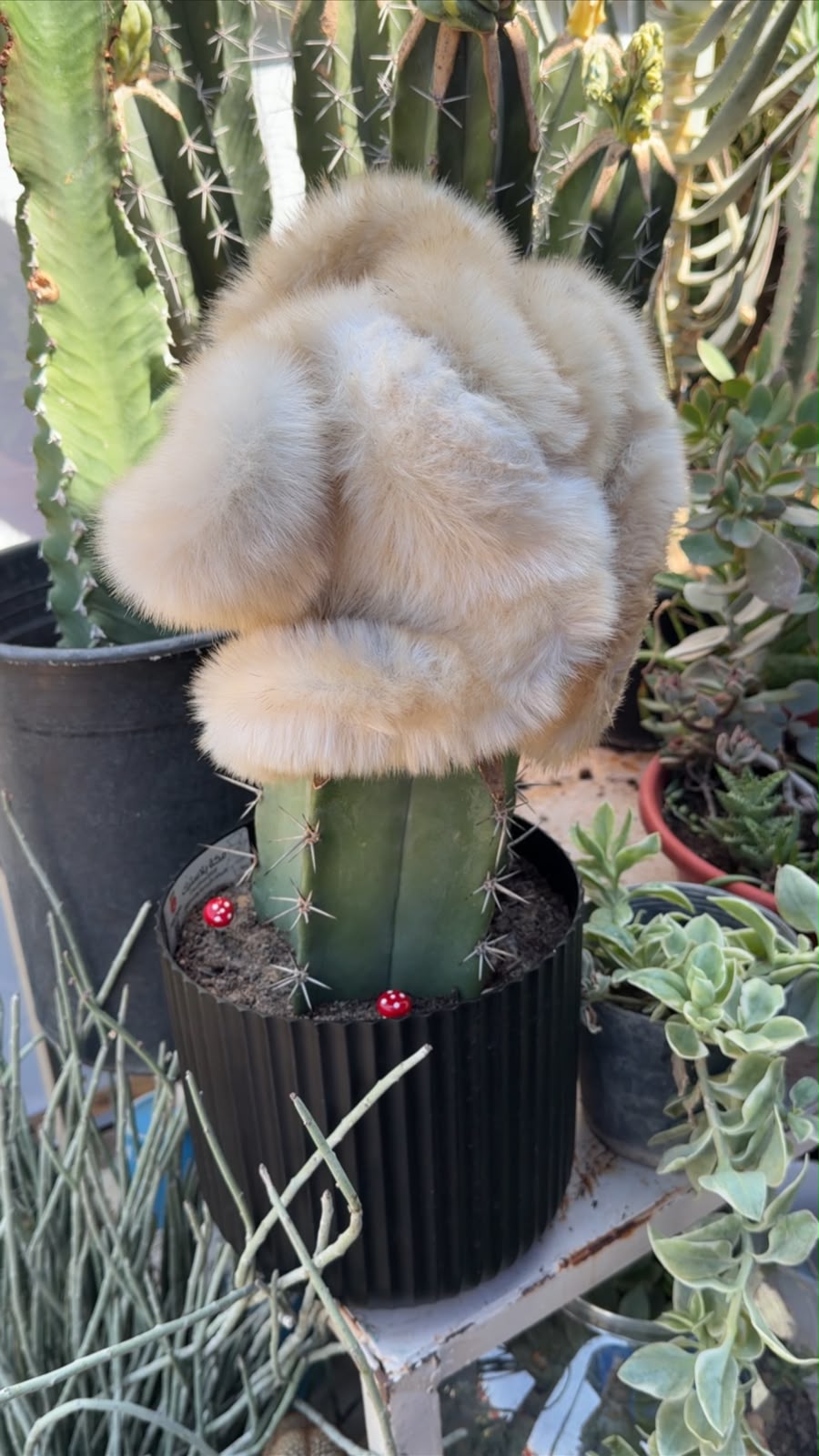 International Flowers Expo Tour (5 of 7)