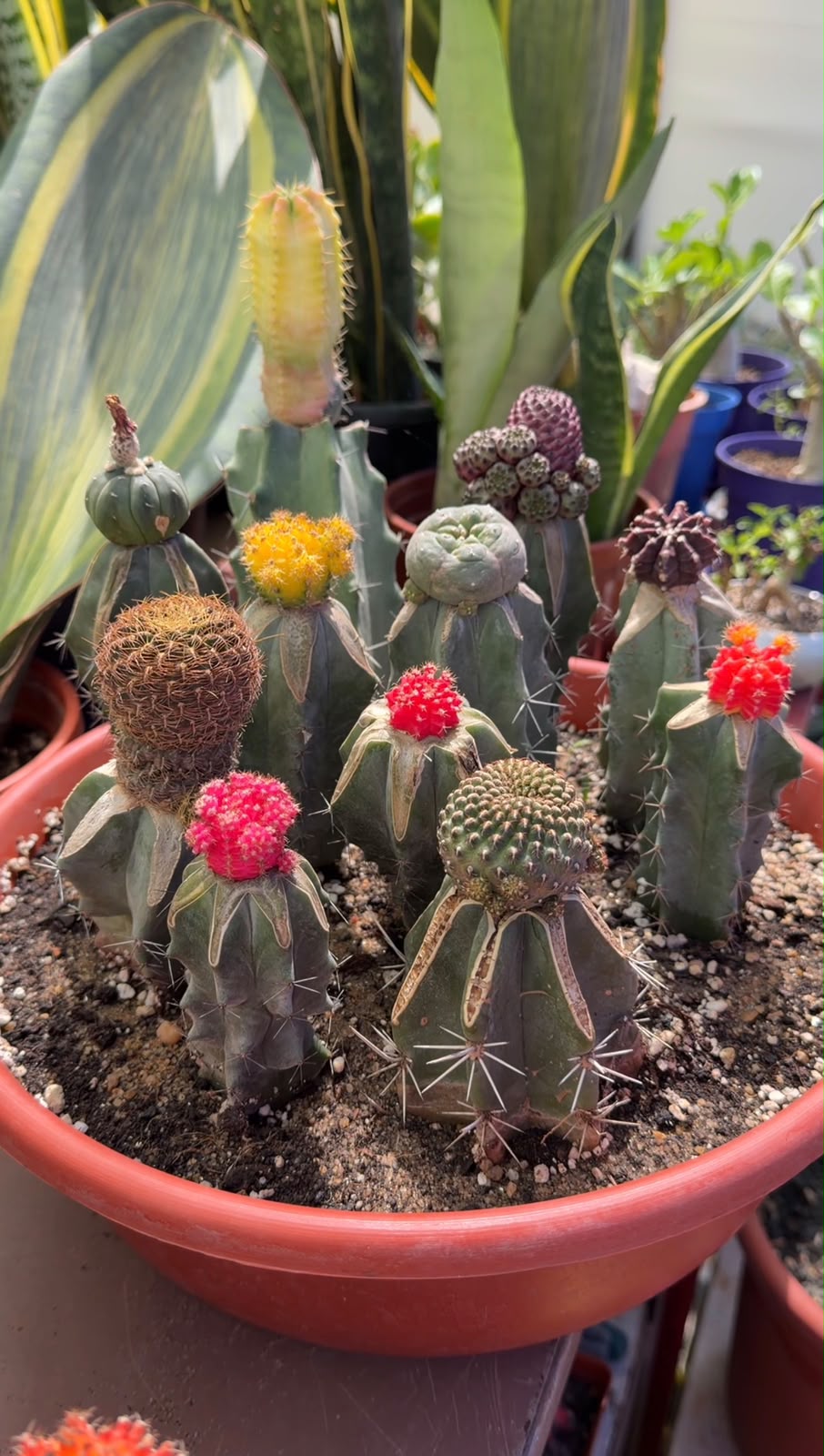 International Flowers Expo Tour (6 of 7)